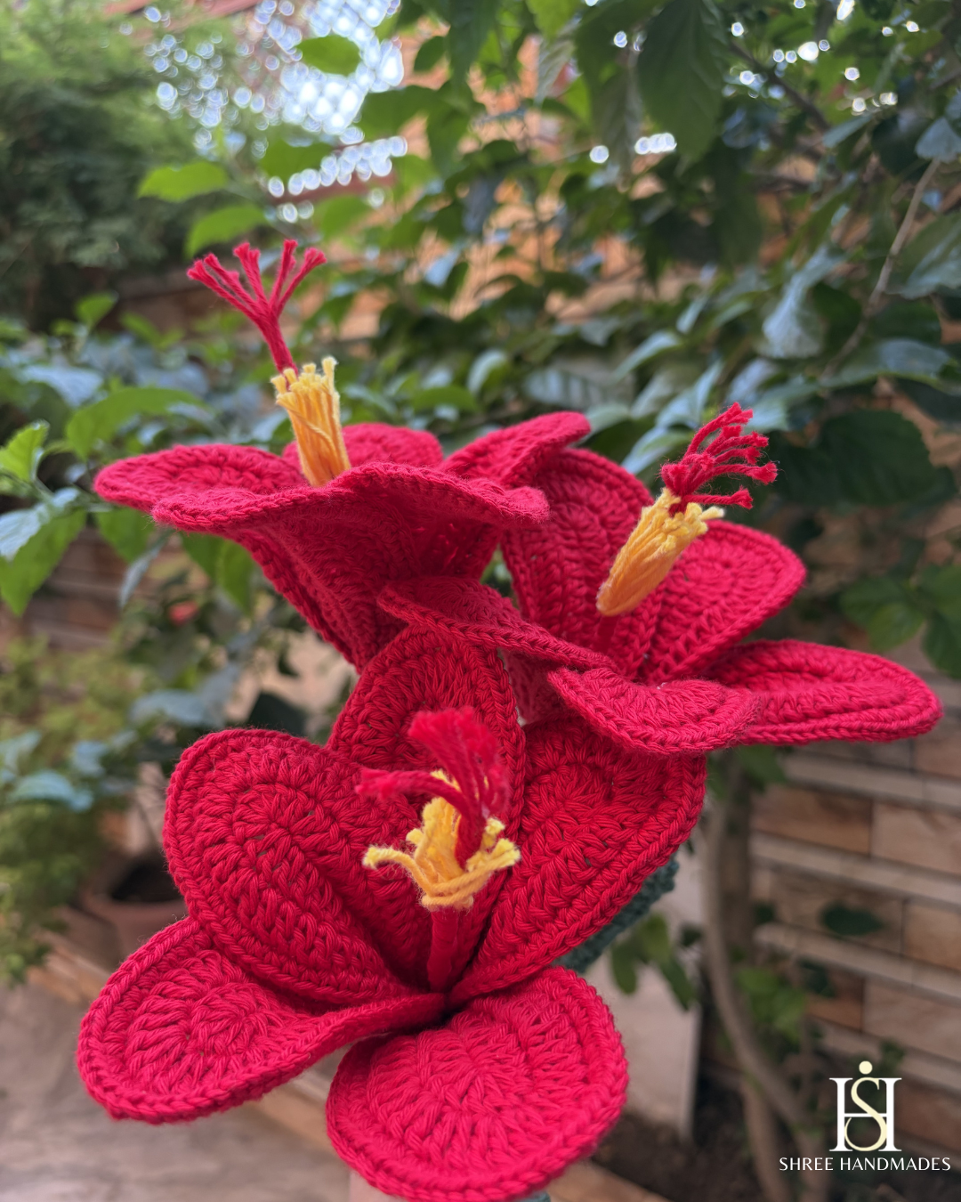 Hibiscus